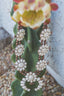 DAKOTA Squash Blossom Necklaces